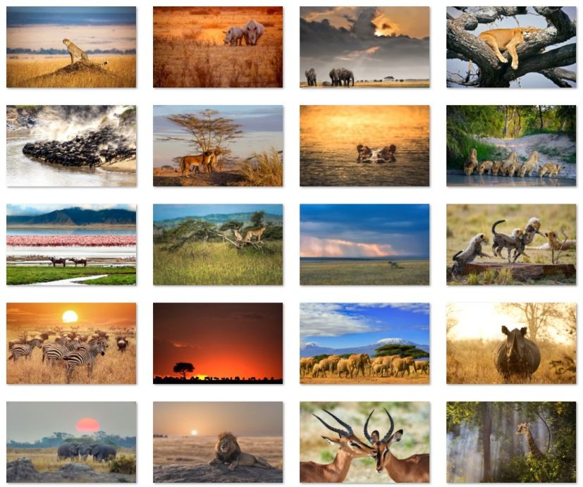 African animals wallpapers