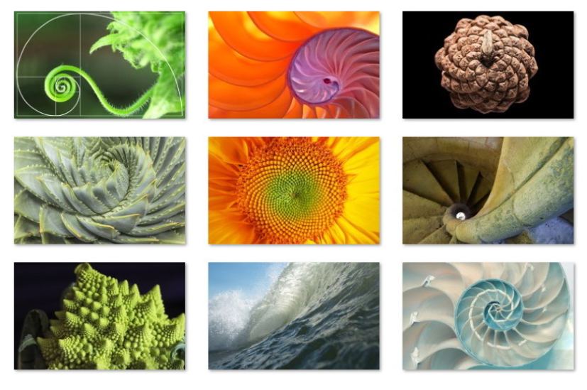 Fibonacci Sequence Nature wallpapers