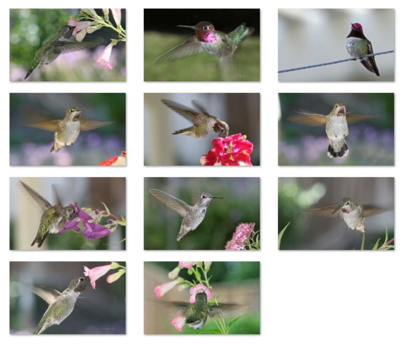 Hummingbirds wallpapers