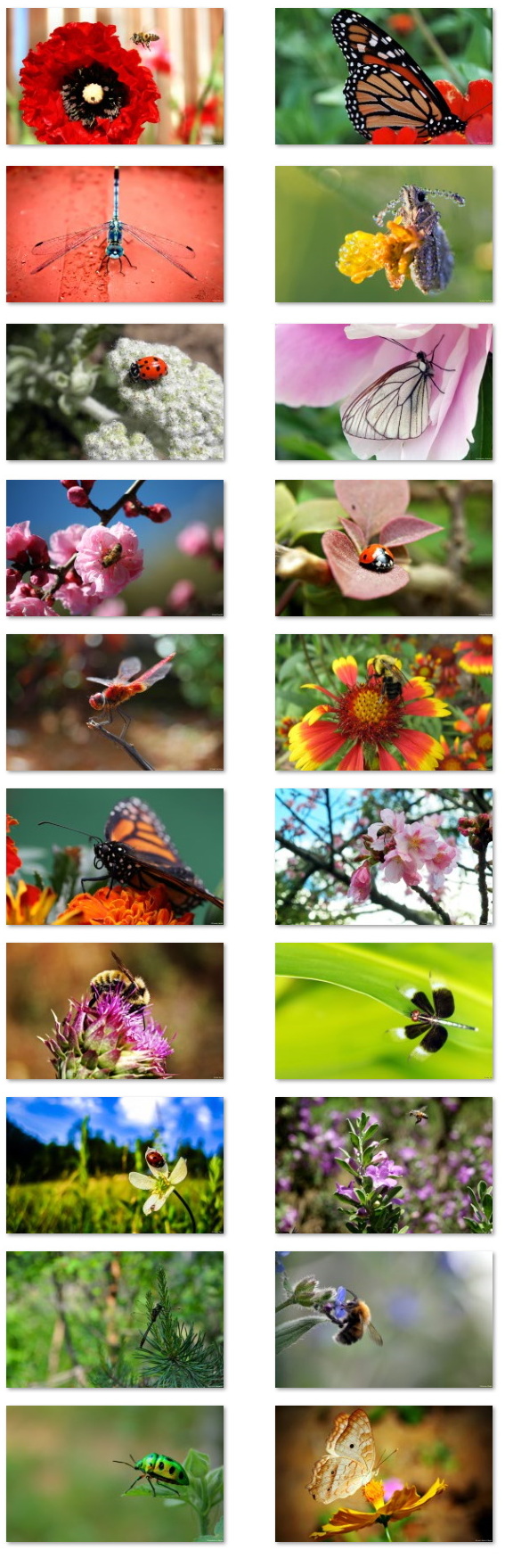 Insects wallpapers for Windows