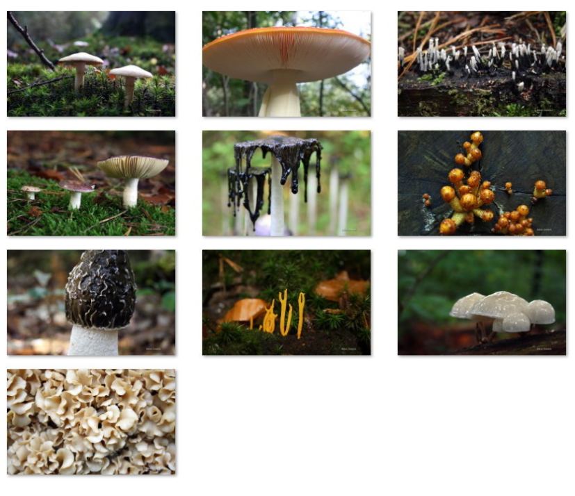 Mushrooms wallpapers