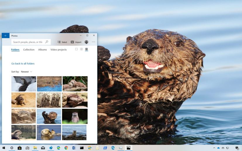 Otters theme for Windows 10